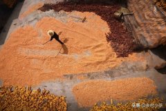 收获熟做物：水稻黄熟度达90%（穗部90%变黄）、